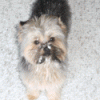 Yorkies are Sun Children :D-anigif2010.gif