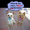 Baby Announcement-babydogs-copy2.jpg