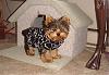 Exactly how tough are Yorkies???-mabel-skull-sweater.jpg