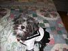 Morkie VS maltese? Whch do you guys think is cuter?-sailor-zoe.jpg