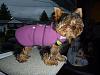 Sewed a harness vest for Mabel!-harness-vest-1.jpg