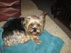 Need advise for new Yorkie-006.jpg