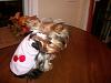 Love the Yorkie product for sale section-cherry-yt.jpg