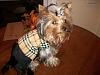 Love the Yorkie product for sale section-burberry-yt.jpg