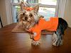 Love the Yorkie product for sale section-turtledove-orange-1.jpg
