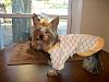 Love the Yorkie product for sale section-turtledove-orange-2.jpg