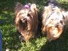 Cali and Roxie sporting new bows from Darlin Beauxs-cimg8942.jpg