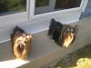 Cali and Roxie sporting new bows from Darlin Beauxs-cimg8958.jpg