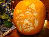 Yorkie pumpkin-yorkie-pumkin.jpg