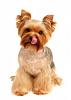 TRying to learn everything I can!-dreamstime_105915645-212x300.jpg