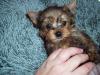 Name for my puppy.-futurdog.jpg