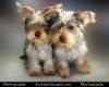 Can You Pick The Yorkie??????-0028-0401-1604-5730_sm.jpg