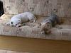 what other breeds do have with your yorkies-imgp0428_resize.jpg