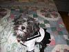 Hello, I'm new to the forum :D Also A New Yorkie (Mix) Owner few questions.-sailor-zoe.jpg