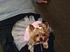 YorkieTalk Sixth Annual Halloween Contest (2010) - SUBMIT YOUR ENTRIES!-10-18-2010786.jpg