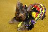 YorkieTalk Sixth Annual Halloween Contest (2010) - SUBMIT YOUR ENTRIES!-ugh.jpg