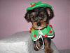 YorkieTalk Sixth Annual Halloween Contest (2010) - SUBMIT YOUR ENTRIES!-picture-016-1.jpg