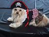 YorkieTalk Sixth Annual Halloween Contest (2010) - SUBMIT YOUR ENTRIES!-halloween.jpg