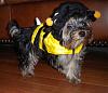 YorkieTalk Sixth Annual Halloween Contest (2010) - SUBMIT YOUR ENTRIES!-treblebumbeeyorkie.jpg