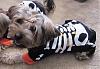 YorkieTalk Sixth Annual Halloween Contest (2010) - SUBMIT YOUR ENTRIES!-yt-happy-skeleton.jpg