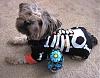 YorkieTalk Sixth Annual Halloween Contest (2010) - SUBMIT YOUR ENTRIES!-yt-happy-skeleton2.jpg