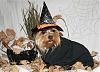 YorkieTalk Sixth Annual Halloween Contest (2010) - SUBMIT YOUR ENTRIES!-moka-witch.jpg