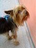 Found a yorkie today... help?-securedownload.jpg