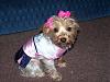 YorkieTalk Sixth Annual Halloween Contest (2010) - SUBMIT YOUR ENTRIES!-roxie-halloween-002.jpg