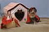 YorkieTalk Sixth Annual Halloween Contest (2010) - SUBMIT YOUR ENTRIES!-b_144024.jpg