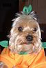 YorkieTalk Sixth Annual Halloween Contest (2010) - SUBMIT YOUR ENTRIES!-cimg0285.jpg