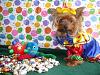 YorkieTalk Sixth Annual Halloween Contest (2010) - SUBMIT YOUR ENTRIES!-cirque-du-squale-007.jpg