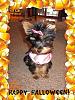 YorkieTalk Sixth Annual Halloween Contest (2010) - SUBMIT YOUR ENTRIES!-1111.jpg