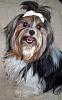 How does your yorkie greet you?-201010-infinity.jpg