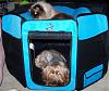 How does your yorkie greet you?-2004-01-11-20100925-002.jpg