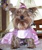 How does your yorkie greet you?-100_2458.jpg