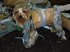 YorkieTalk Sixth Annual Halloween Contest (2010) - SUBMIT YOUR ENTRIES!-p1030313.jpg