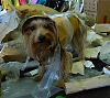 YorkieTalk Sixth Annual Halloween Contest (2010) - SUBMIT YOUR ENTRIES!-p1030329.jpg