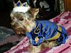 YorkieTalk Sixth Annual Halloween Contest (2010) - SUBMIT YOUR ENTRIES!-dscn0699.jpg