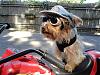 YorkieTalk Sixth Annual Halloween Contest (2010) - SUBMIT YOUR ENTRIES!-bachhalloween2010.jpg