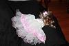 YorkieTalk Sixth Annual Halloween Contest (2010) - SUBMIT YOUR ENTRIES!-ann-dress.jpg