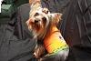 YorkieTalk Sixth Annual Halloween Contest (2010) - SUBMIT YOUR ENTRIES!-bj-vest.jpg