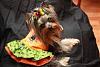YorkieTalk Sixth Annual Halloween Contest (2010) - SUBMIT YOUR ENTRIES!-ann-halloween-dress.jpg
