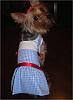 YorkieTalk Sixth Annual Halloween Contest (2010) - SUBMIT YOUR ENTRIES!-sadie-dorothy.jpg