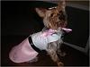 YorkieTalk Sixth Annual Halloween Contest (2010) - SUBMIT YOUR ENTRIES!-sadie-poodle.jpg