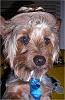 YorkieTalk Sixth Annual Halloween Contest (2010) - SUBMIT YOUR ENTRIES!-bent-pimp.jpg