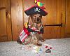 YorkieTalk Sixth Annual Halloween Contest (2010) - SUBMIT YOUR ENTRIES!-yt4halloween100_2690.jpg