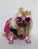 YorkieTalk Sixth Annual Halloween Contest (2010) - SUBMIT YOUR ENTRIES!-pippigaga2yt.jpg