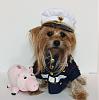 YorkieTalk Sixth Annual Halloween Contest (2010) - SUBMIT YOUR ENTRIES!-armanimarine4yt.jpg