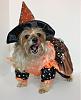 YorkieTalk Sixth Annual Halloween Contest (2010) - SUBMIT YOUR ENTRIES!-cookiewitch2yt.jpg