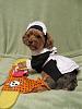 YorkieTalk Sixth Annual Halloween Contest (2010) - SUBMIT YOUR ENTRIES!-img_3282rrred25-2-2-.jpg